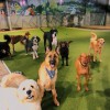 Doggie Daycare & More