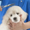 Barks On Bay Grooming Salon