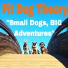 Fit Dog Theory