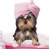 Mobile Dog Grooming Of Simi Valley Thousand Oaks