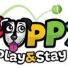 Puppy Play & Stay