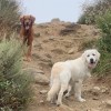 Two Brothers Dog Walking