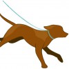 Doggie Joggie