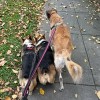 The Brookland Dog Walking