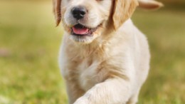 small dog breeds for sale near me